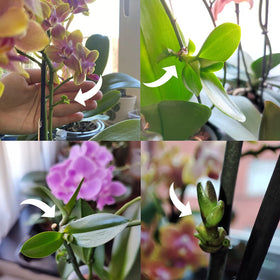 Miracle Lab Keiki Paste used on Hoya and Monstera growing parts.
