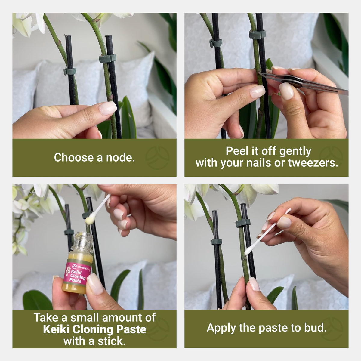 Box contents showing paste and wooden sticks included in Miracle Lab Keiki package.