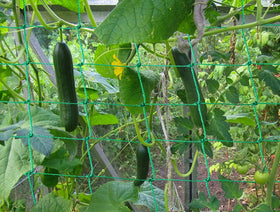 Miuezuth trellis netting supports heavy crops like melons and tomatoes.