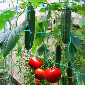 Miuezuth Trellis Netting over garden beds improving airflow and vertical growth.