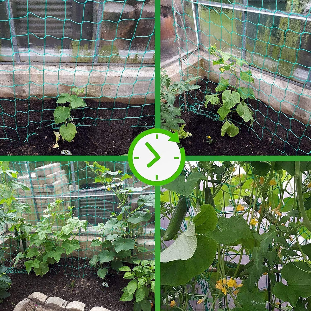 Miuezuth Trellis Netting installed over tomato plants for vertical growth.
