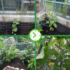 Miuezuth Trellis Netting installed over tomato plants for vertical growth.