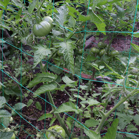 Miuezuth Trellis netting supporting tomato plants for better sun exposure.