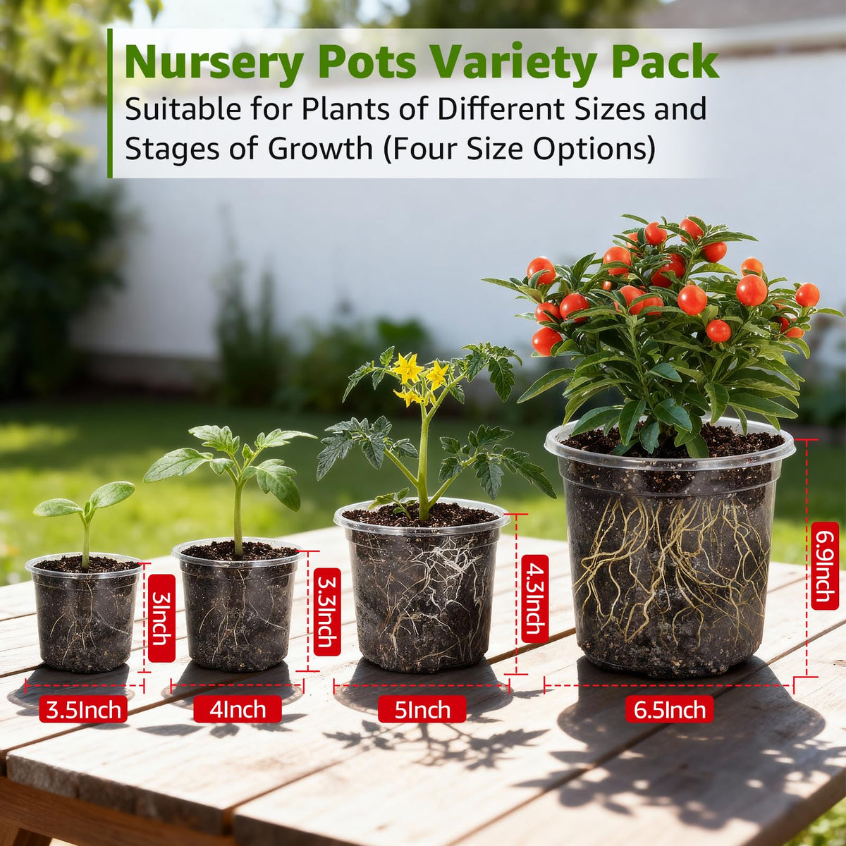 MIXC transparent nursery pot reveals roots through walls during growth