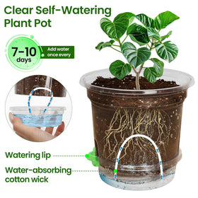 MIXC clear nursery pots allow quick visual health and moisture checks
