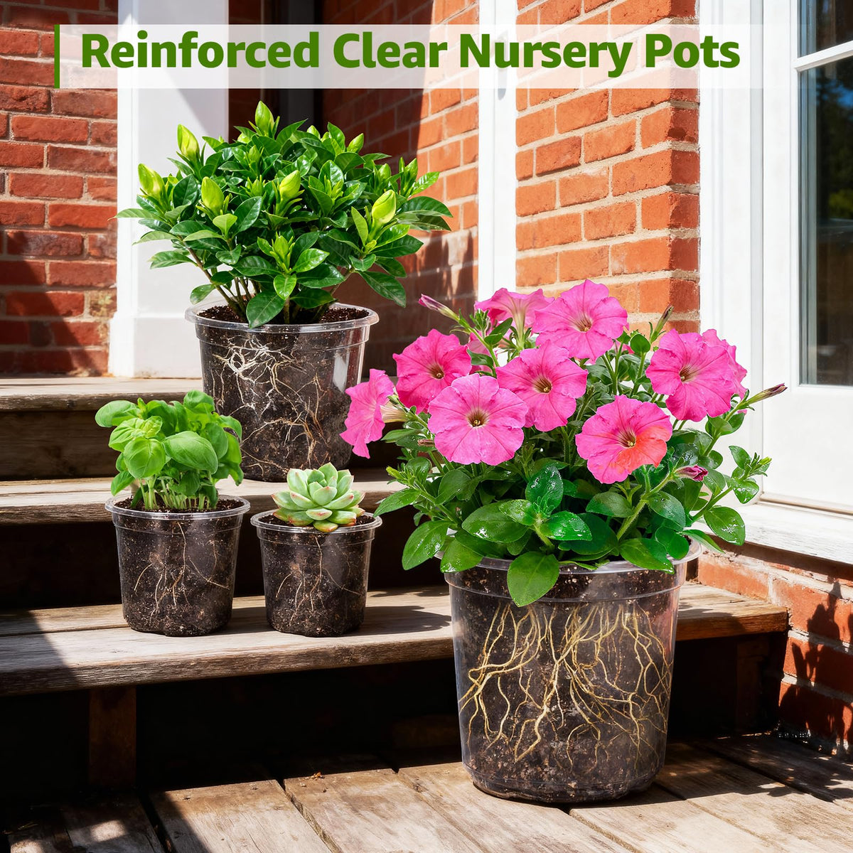 MIXC PET pots are durable and reusable for many propagation cycles