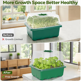 MIXC clear cell tray keeps seedlings organized for watering.