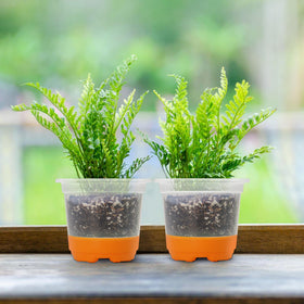 MIXC orange-tinted transparent pots brighten setups while enabling visibility.
