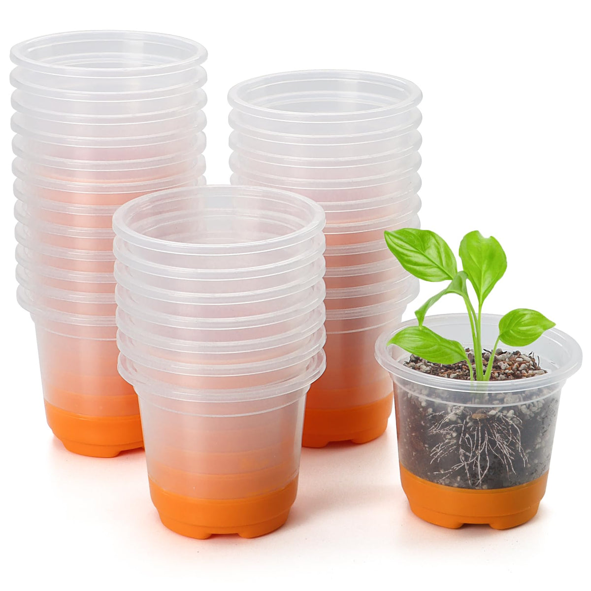 MIXC thickened clear nursery pot with silicone base enables easy transplanting with minimal root disturbance.