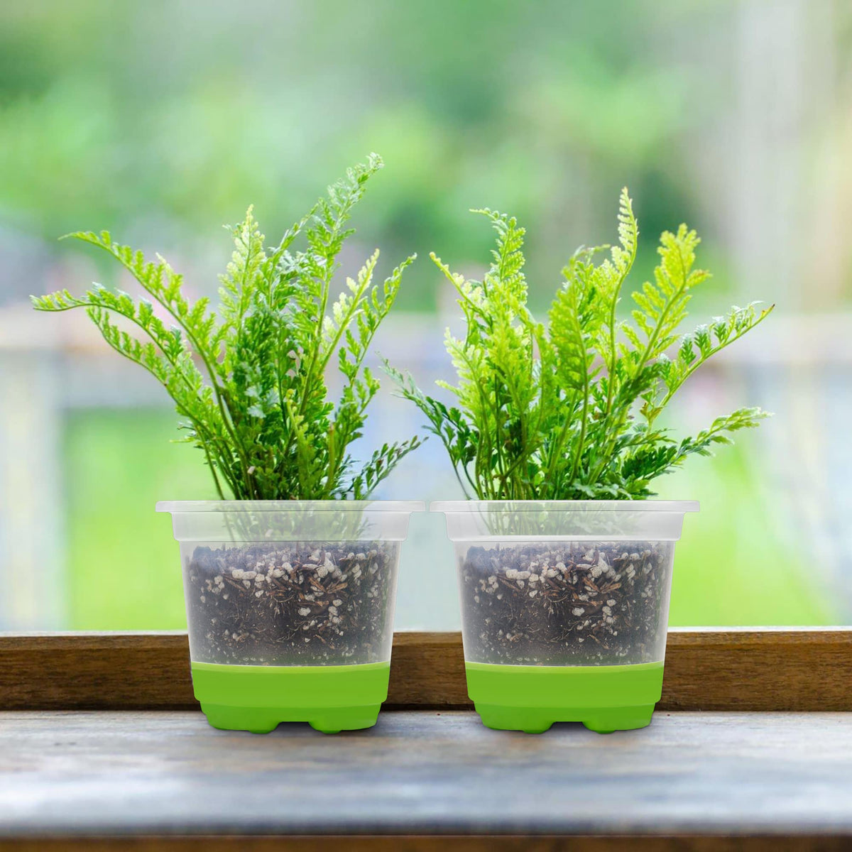 MIXC transparent seedling propagation pot to watch growth