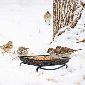 MIXXIDEA attract birds squirrels showcasing lively garden visits