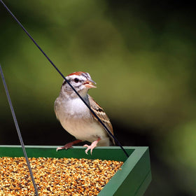 MIXXIDEA bird feeding platform supports both small and large birds.
