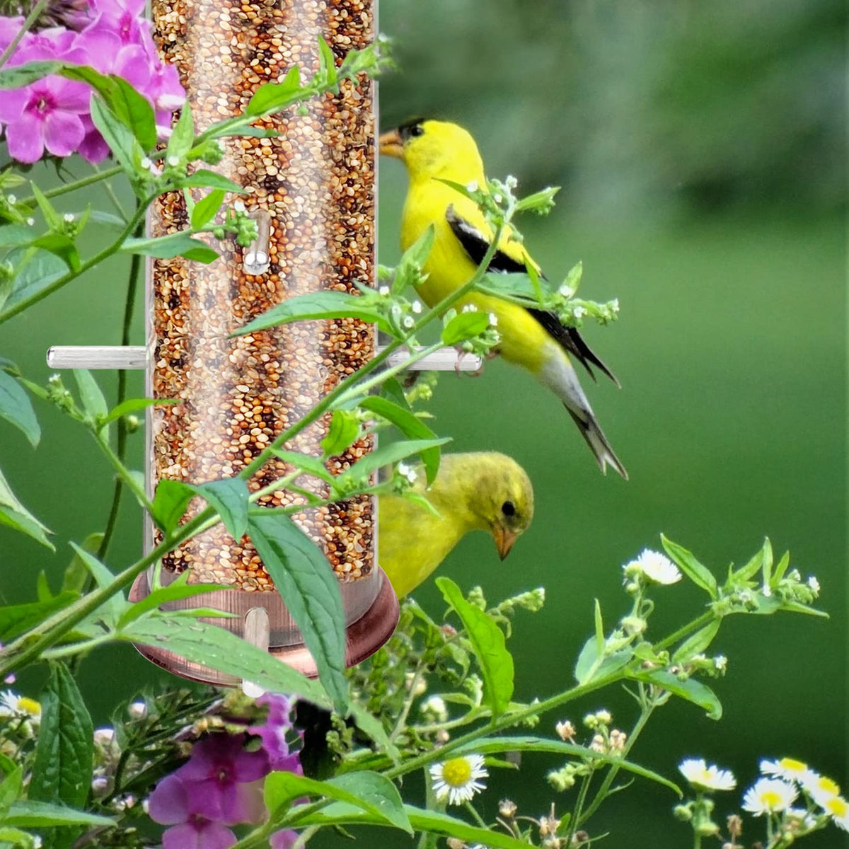 MIXXIDEA Finch Bird Feeder garden-view setup invites multiple birds to feed