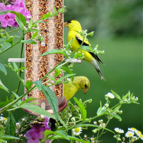 MIXXIDEA Finch Bird Feeder garden-view setup invites multiple birds to feed