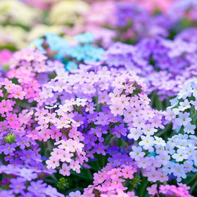 Mixrug 10007 bee-pollinator phlox attracts bees and butterflies to the garden.