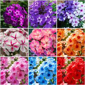 Mixrug 10007 creeping phlox ground cover adds color and erosion control.