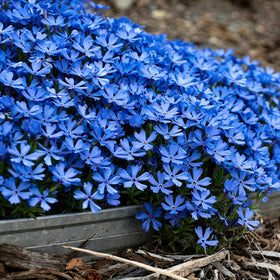 Mixrug 10007 creeping phlox spring blooms brighten borders with vivid colors.