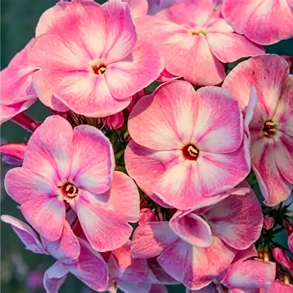 Mixrug 10007 deer-resistant phlox protects borders from nibbling wildlife.