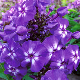 Mixrug 10007 drought-tolerant phlox thrives with minimal watering.