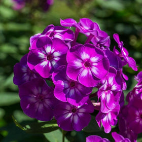 Mixrug 10007 outdoor garden border display boosts curb appeal.