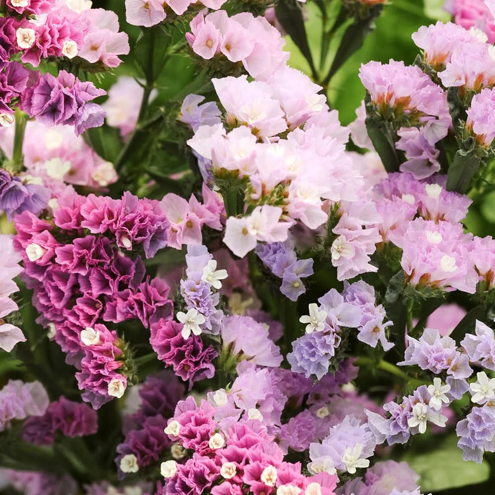 Mixrug 1000+ statice pastel seeds for vibrant summer color