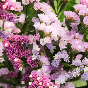 Mixrug 1000+ statice pastel seeds for vibrant summer color