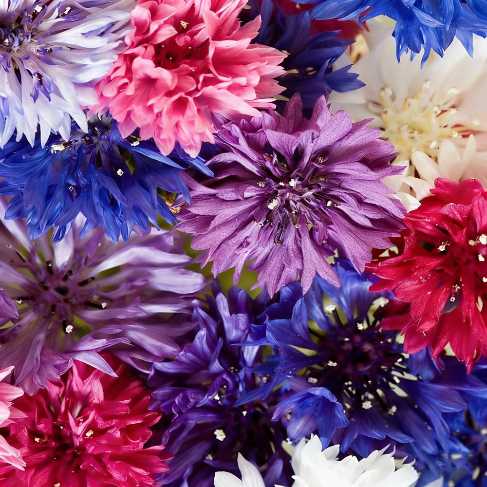 Mixrug 1107+ colorful cornflower collection for borders and bouquets.