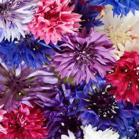 Mixrug 1107+ colorful cornflower collection for borders and bouquets.