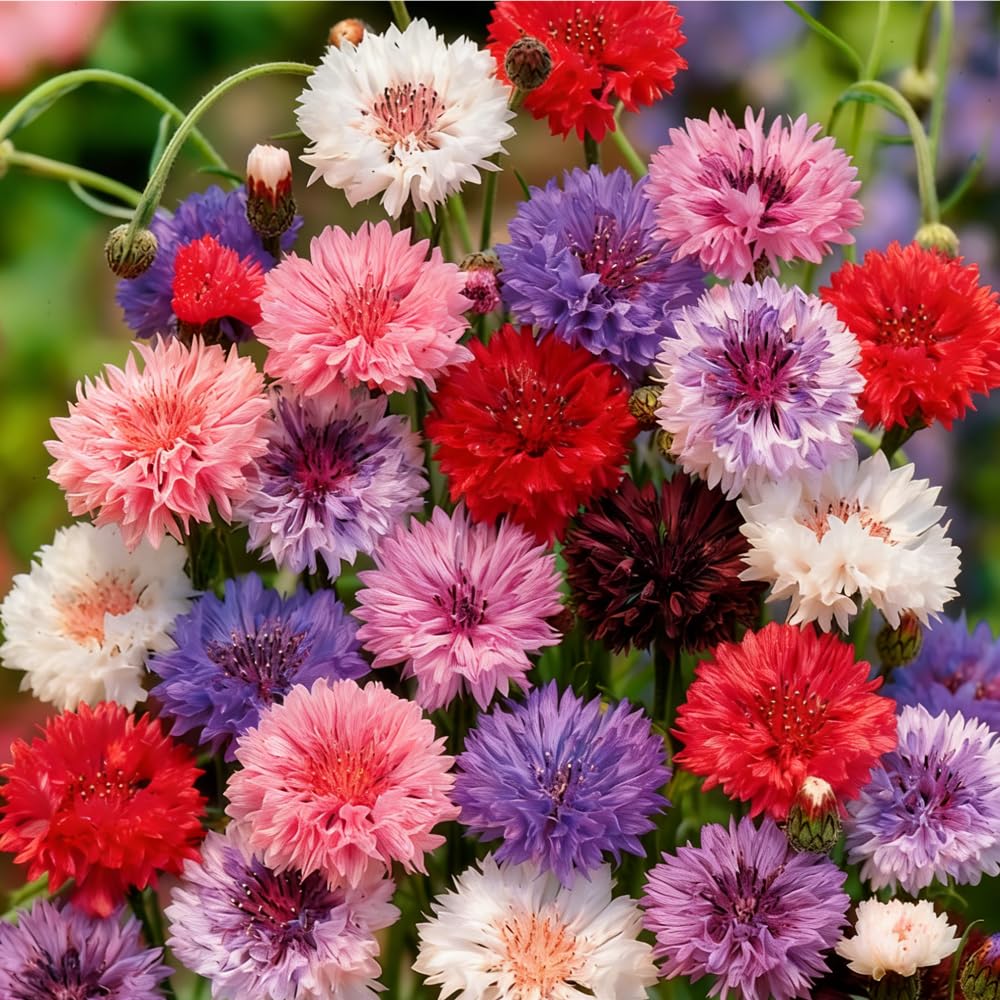 Mixrug 1107+ dwarf cornflower bloom close-up for compact containers.
