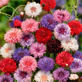Mixrug 1107+ dwarf cornflower bloom close-up for compact containers.