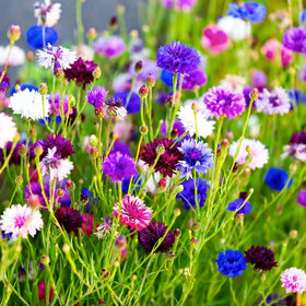 Mixrug 1107+ heirloom seeds non-GMO mix for diverse garden display.