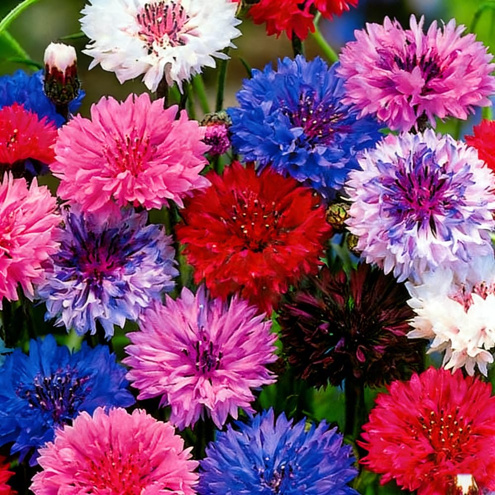 Mixrug 1107+ seeds pack front view for easy garden planting.