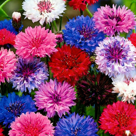 Mixrug 1107+ seeds pack front view for easy garden planting.
