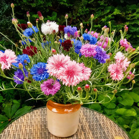 Mixrug 1107+ pollinator-friendly cornflowers attract bees and butterflies.