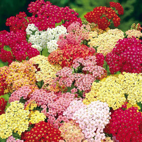 Mixrug Moonshine yarrow seeds ready for outdoor border planting