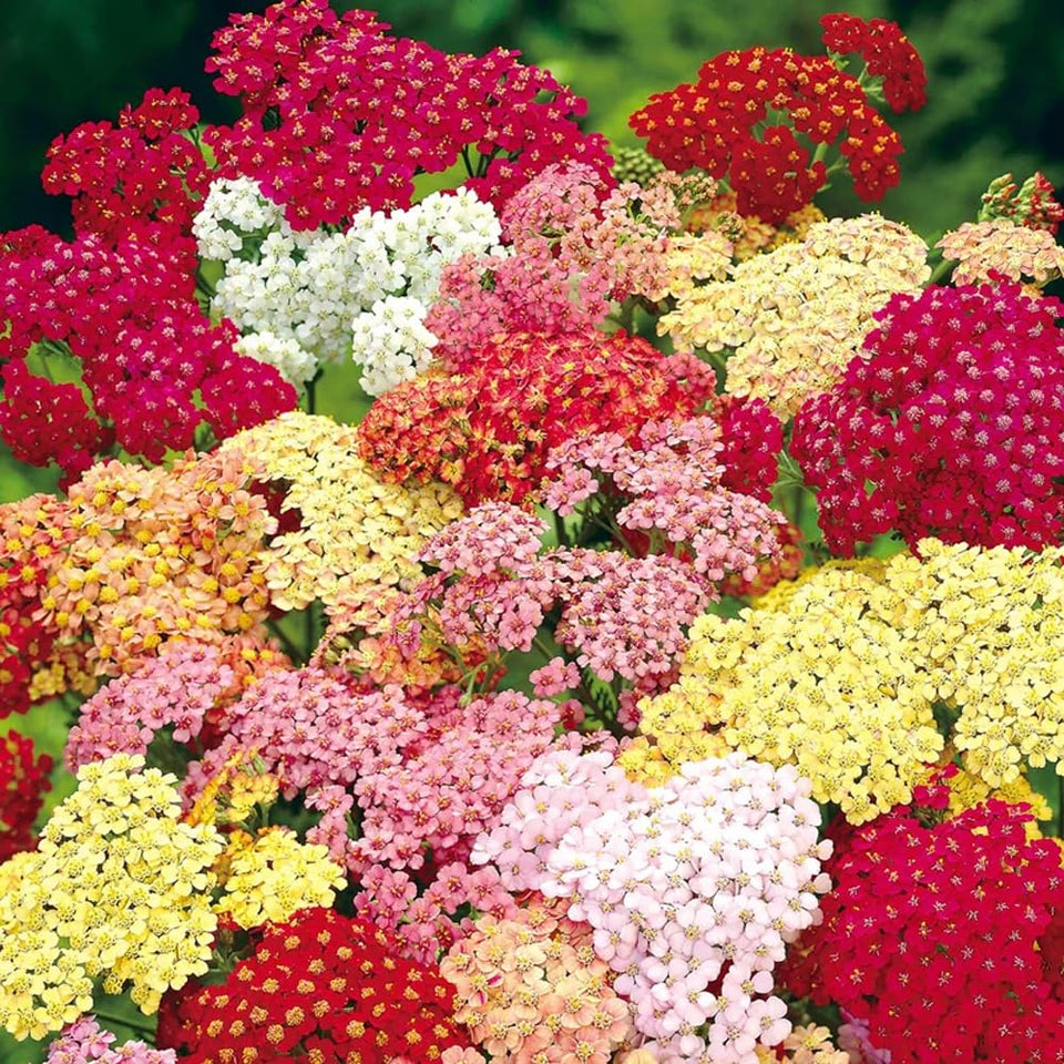 Mixrug Moonshine yarrow seeds ready for outdoor border planting