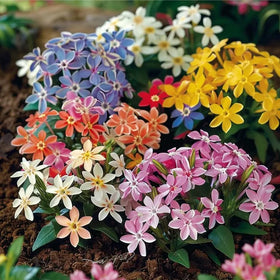 Mixrug 1508+ Creeping Phlox ground cover bed with colorful spring blooms.