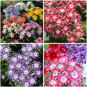 Mixrug 1508+ Creeping Phlox seeds pack for vibrant ground cover in borders.