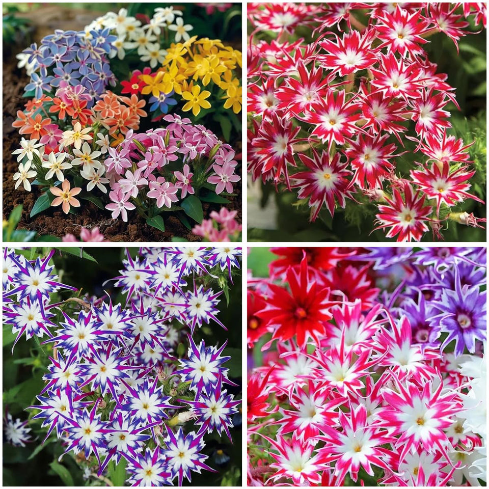 Mixrug 1508+ Creeping Phlox seeds pack for vibrant ground cover in borders.