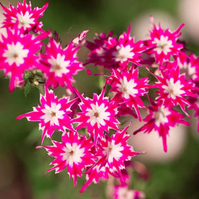 Mixrug 1508+ Creeping Phlox as deer-resistant ground cover for sunny borders.