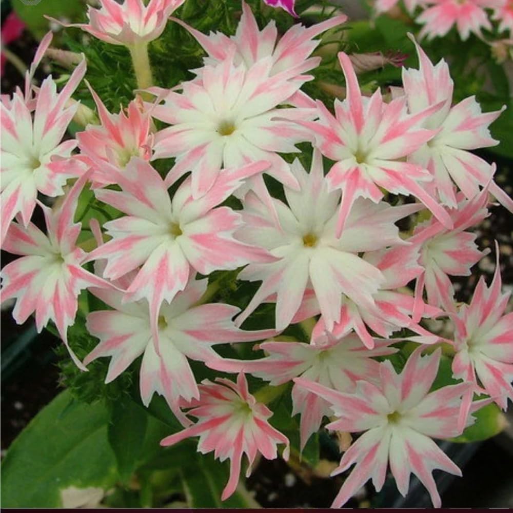 Mixrug 1508+ Creeping Phlox withstands drought in sunny garden beds.