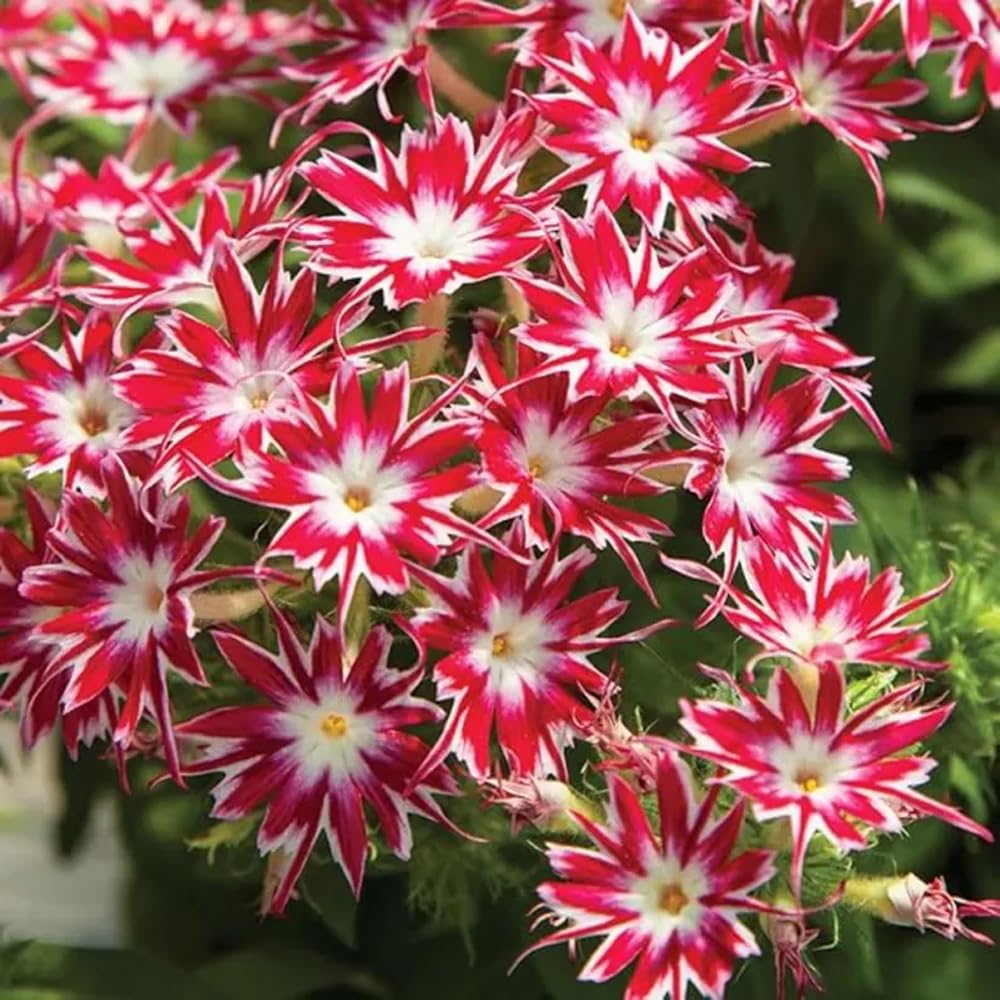 Mixrug 1508+ Creeping Phlox along pathways creates a vivid outdoor display.