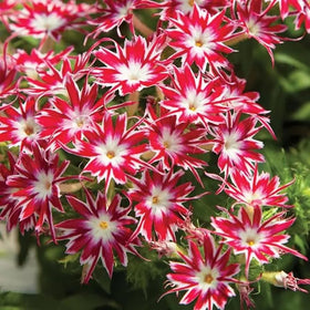 Mixrug 1508+ Creeping Phlox along pathways creates a vivid outdoor display.