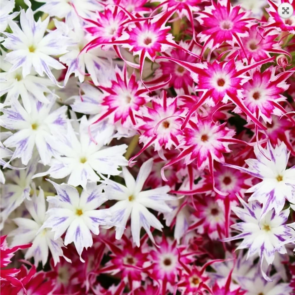 Mixrug 1508+ Creeping Phlox attracting bees and butterflies in pollinator borders.
