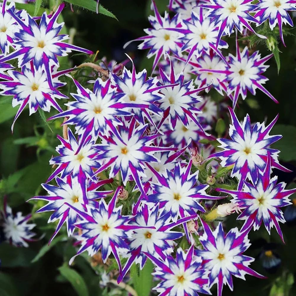 Mixrug 1508+ Creeping Phlox pruning after bloom encourages a second display.
