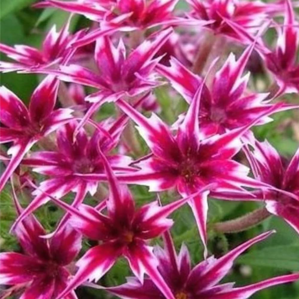 Mixrug 1508+ Creeping Phlox seeds ready for sowing with 10-12 inch spacing.