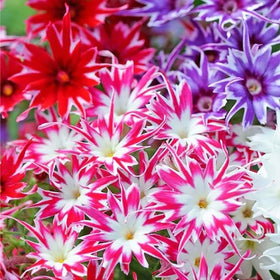 Mixrug 1508+ Creeping Phlox in spring bloom across a rock garden.