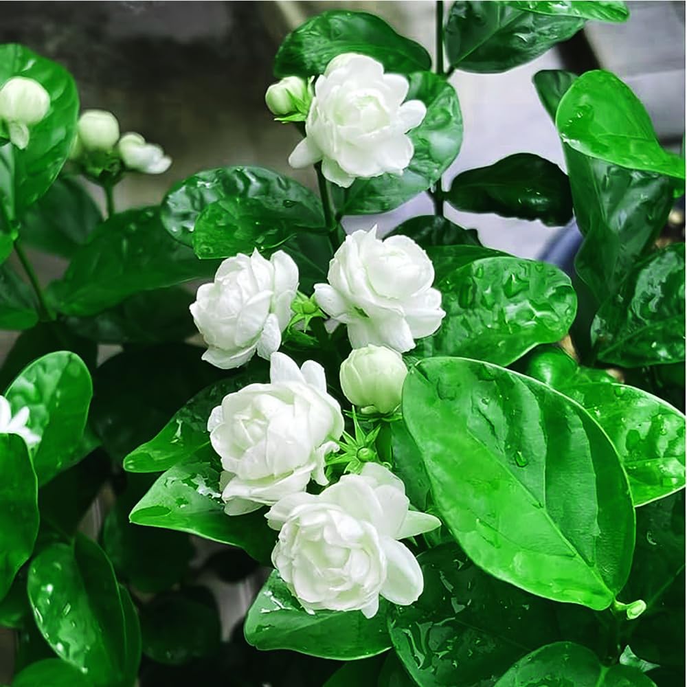 Mixrug 300+ Arabian jasmine blossoms highlighting fragrance and beauty.