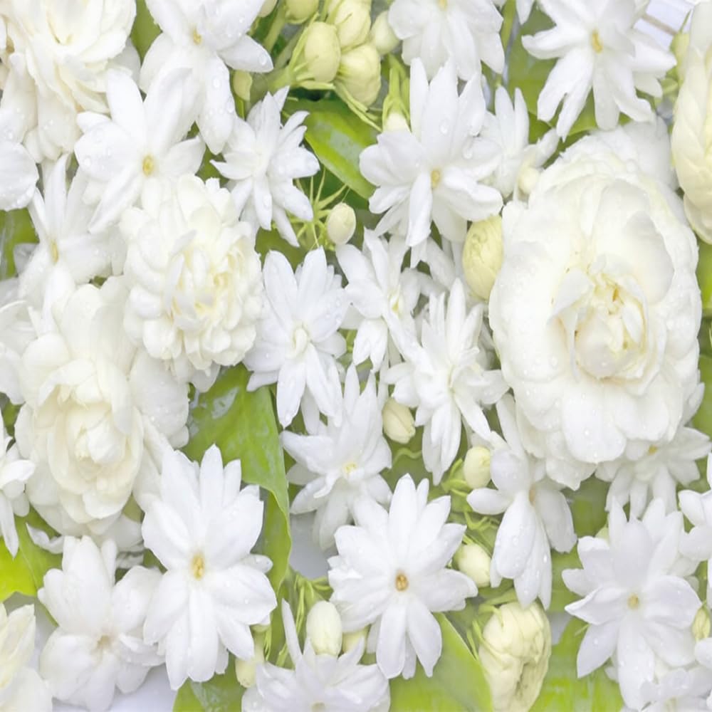 Mixrug 300+ Jasmine leaves glossy green providing contrast to white blooms.