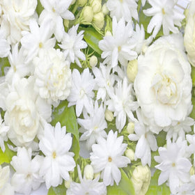 Mixrug 300+ Jasmine leaves glossy green providing contrast to white blooms.